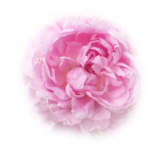 Explore Spiritual Guidance and Practical Awakening